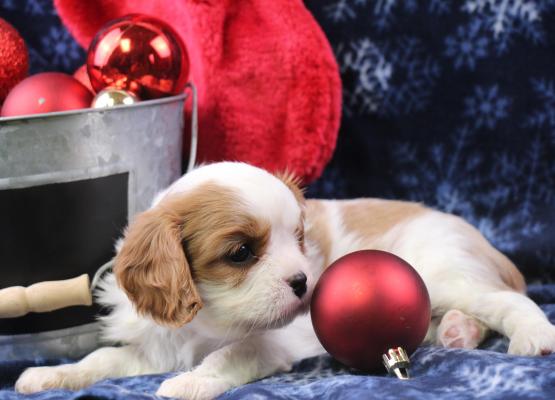Tricolor King Charles Cavalier Puppy