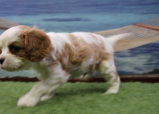 Tricolor King Charles Cavalier Puppy