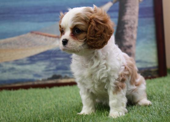 Tricolor King Charles Cavalier Puppy