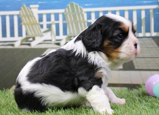 Tricolor King Charles Cavalier Puppy