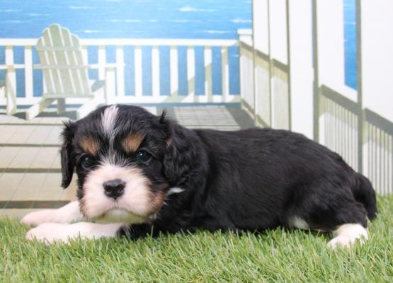 Tricolor King Charles Cavalier Puppy