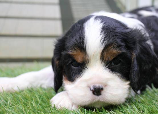 Tricolor King Charles Cavalier Puppy