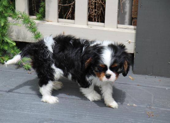 Tricolor King Charles Cavalier Puppy