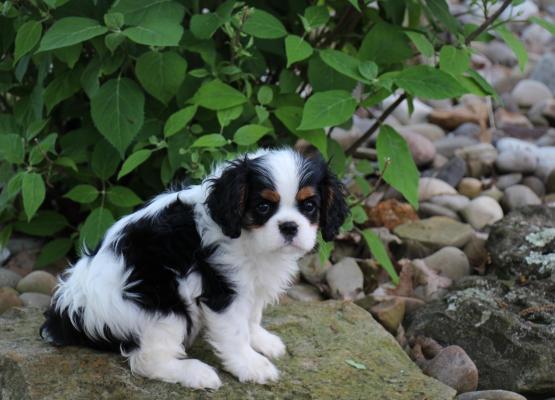 Tricolor King Charles Cavalier Puppy