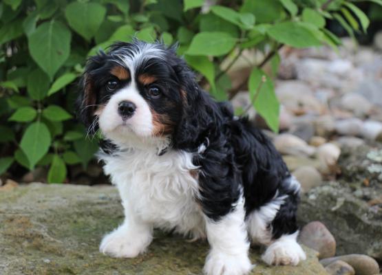 Tricolor King Charles Cavalier Puppy