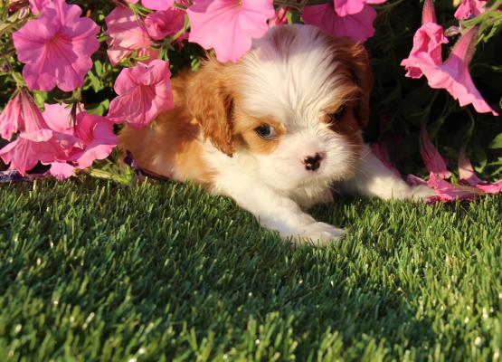 Tricolor King Charles Cavalier Puppy