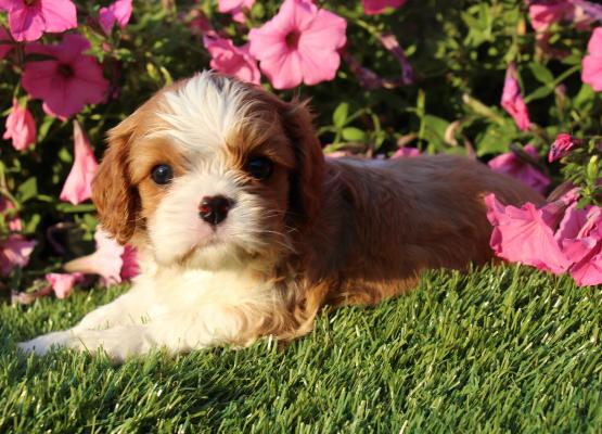 Tricolor King Charles Cavalier Puppy