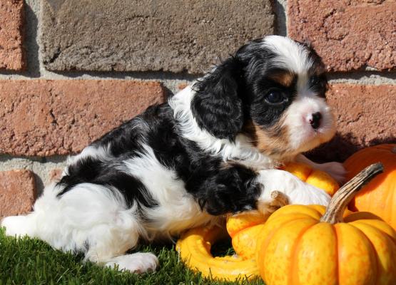 Tricolor King Charles Cavalier Puppy