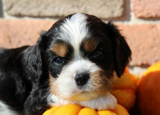 Tricolor King Charles Cavalier Puppy