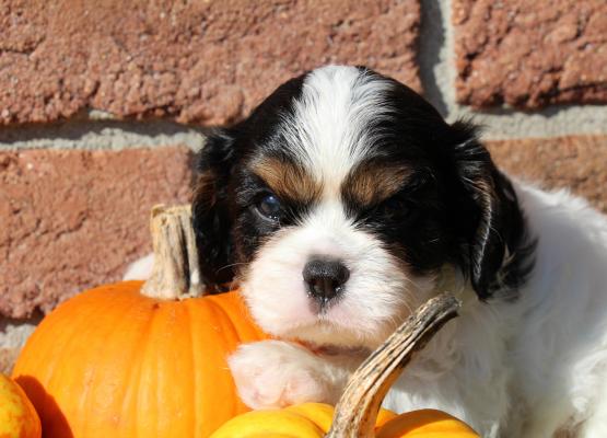 Tricolor King Charles Cavalier Puppy