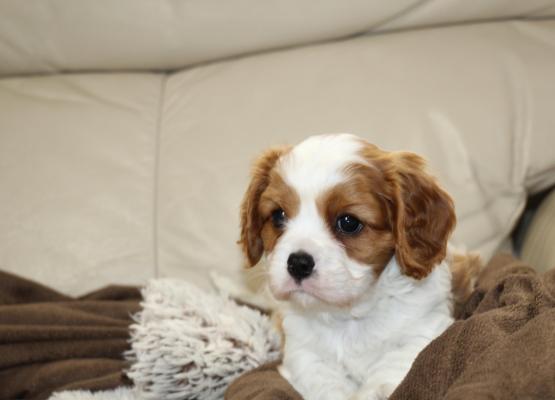 Tricolor King Charles Cavalier Puppy