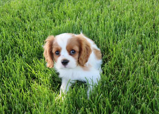 Tricolor King Charles Cavalier Puppy