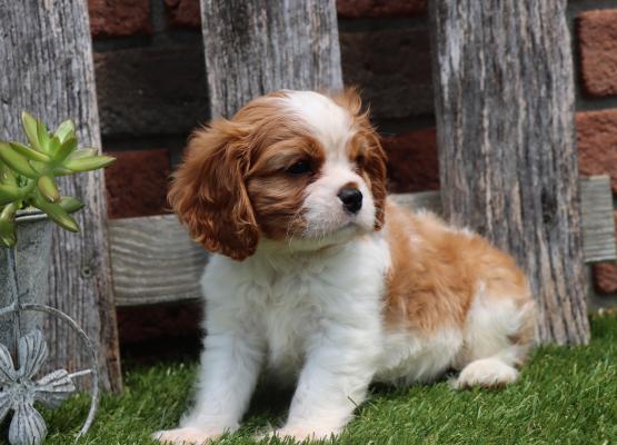 Tricolor King Charles Cavalier Puppy