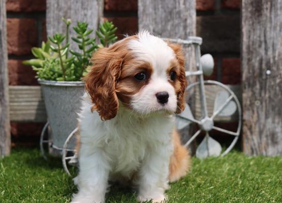 Tricolor King Charles Cavalier Puppy