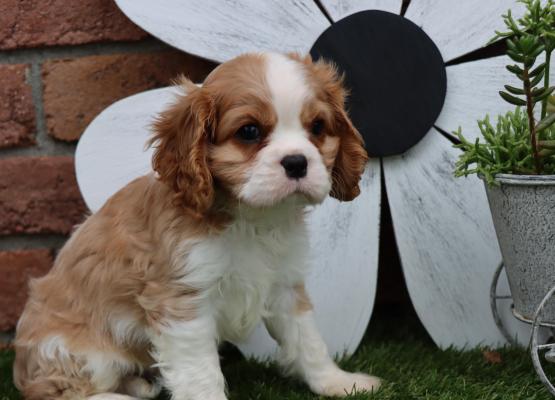 Tricolor King Charles Cavalier Puppy