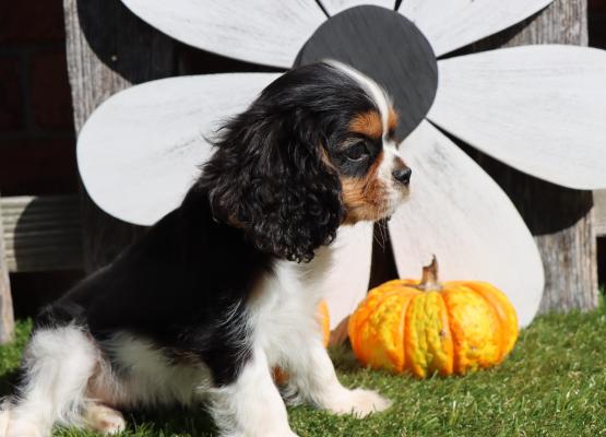 Tricolor King Charles Cavalier Puppy