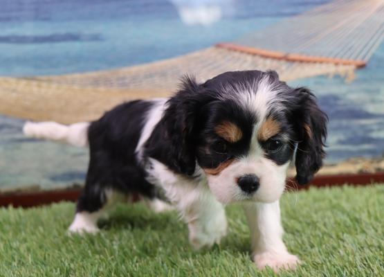 Tricolor King Charles Cavalier Puppy