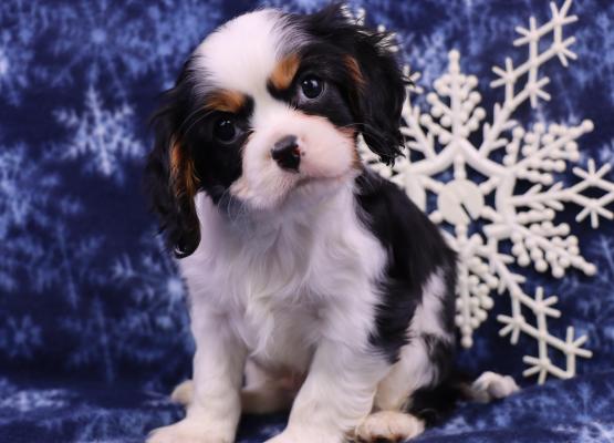 Tricolor King Charles Cavalier Puppy