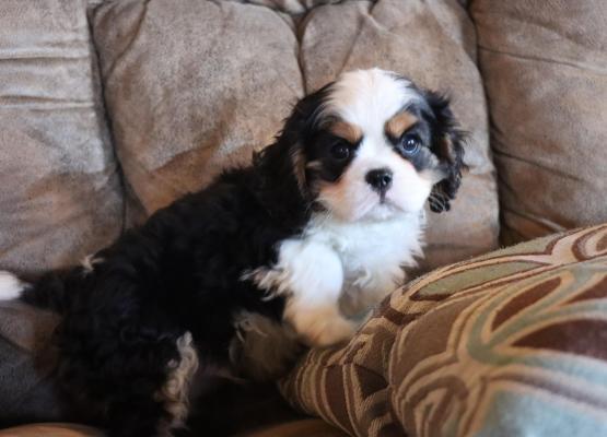 Tricolor King Charles Cavalier Puppy on couch