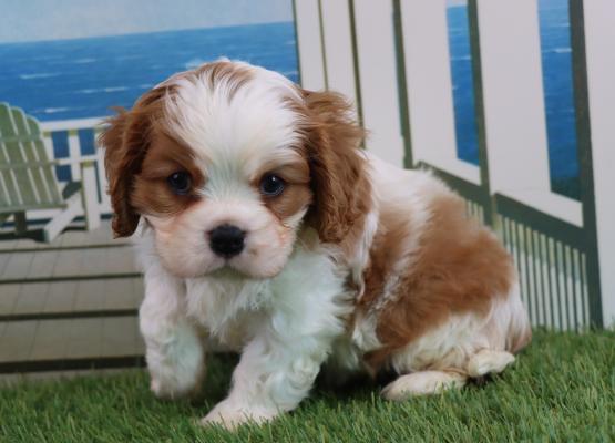 Tricolor King Charles Cavalier Puppy