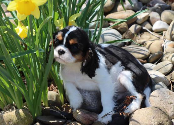 Tricolor King Charles Cavalier Puppy next to flowers