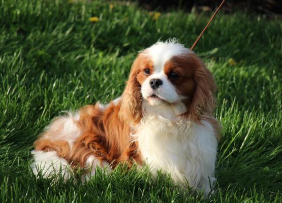 Tricolor King Charles Cavalier in grass