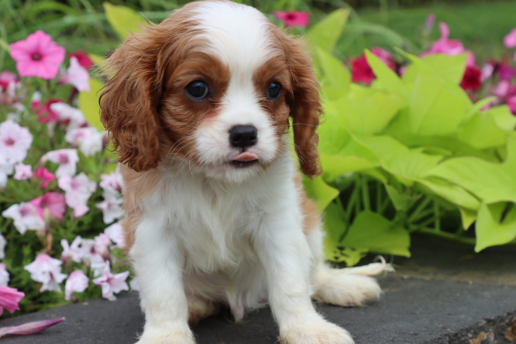 Ruby Cavalier King Charles Spaniel Puppy from Carlisle Cavaliers