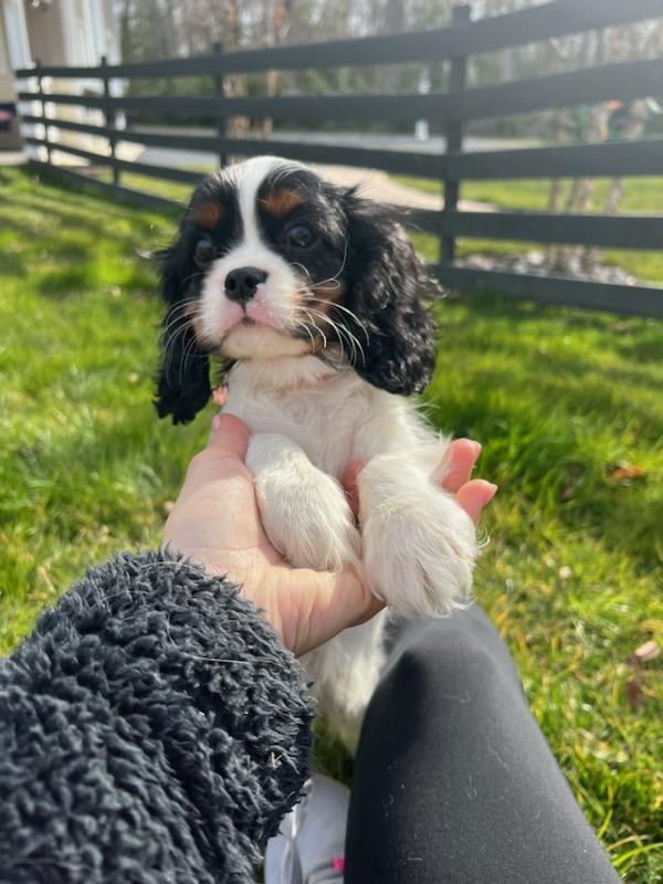 Cavalier King Charles Spaniel puppy fitting its paws into woman's hand