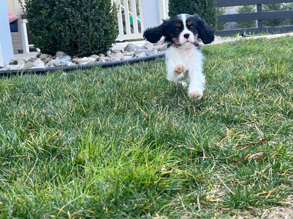 Cavalier King Charles Spaniel puppy getting physical exercise by running in yard