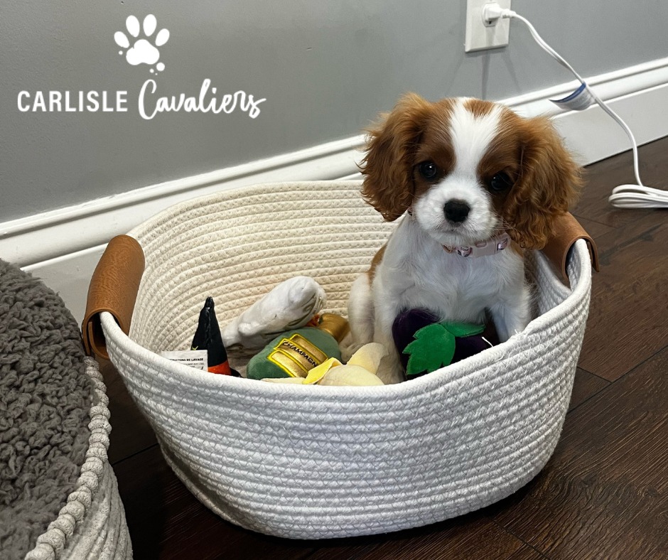 Ruby Cavalier King Charles Spaniel Puppy sitting in toy basket and looking at camera