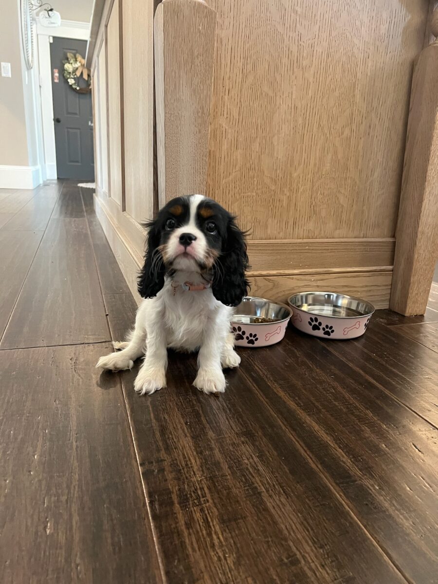 Cavalier King Charles Spaniel Puppy waiting patiently by dog bowls to be fed