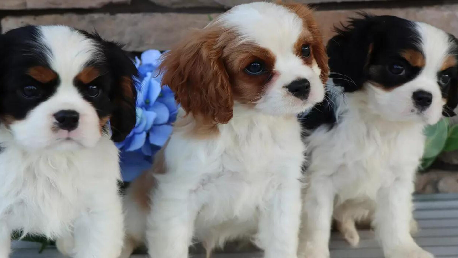 Well-Socialized Cavalier King Charles Spaniel Puppies from Carlisle Cavaliers