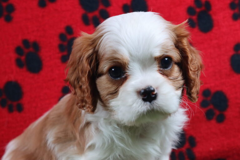AKC Cavalier King Charles Spaniel Puppy Breeder TX from Carlisle Cavaliers