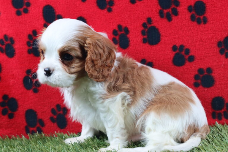 AKC Cavalier King Charles Spaniel Puppy Breeder TX from Carlisle Cavaliers