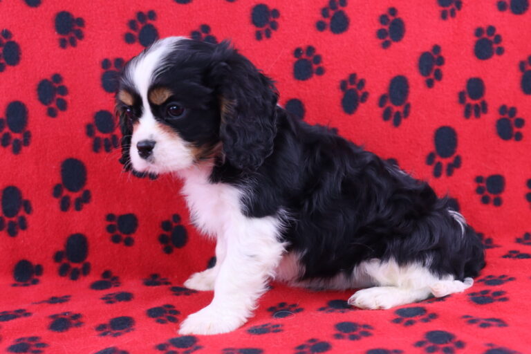 AKC Cavalier King Charles Spaniel Puppies & Breeder in Nevada from Carlisle Cavaliers