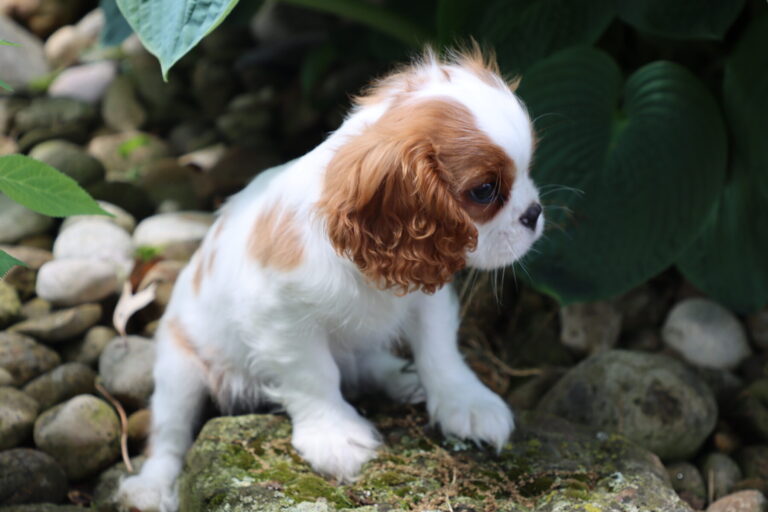 AKC Cavalier King Charles Spaniel Puppy Breeder Orlando FL from