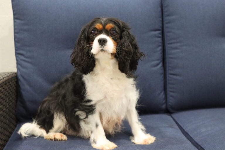 A King Charles Cavalier puppy