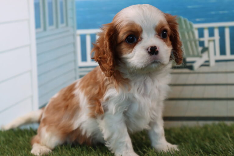 Harold