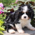 A Cavalier King Charles Spaniel