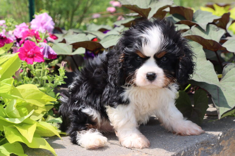 A Cavalier King Charles Spaniel