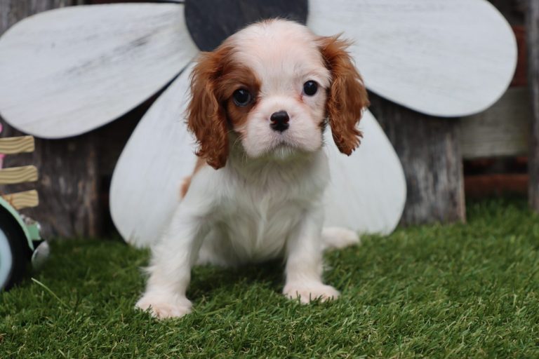 Ollie