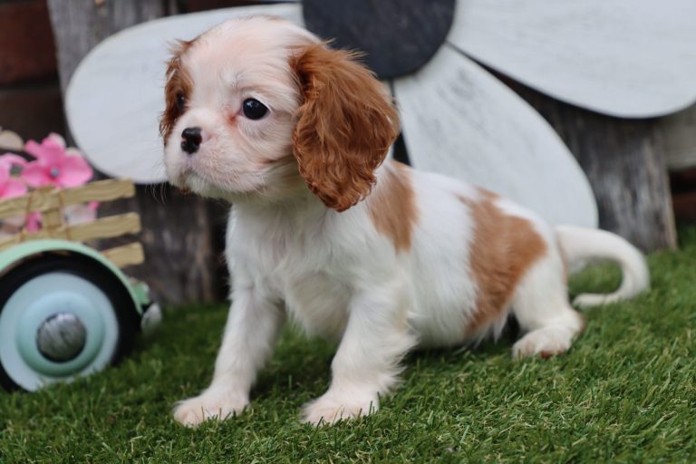 Ollie