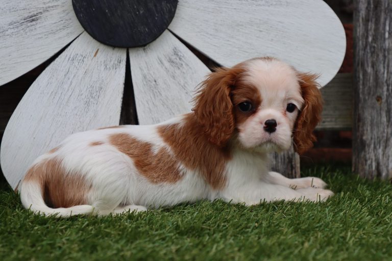 Ollie