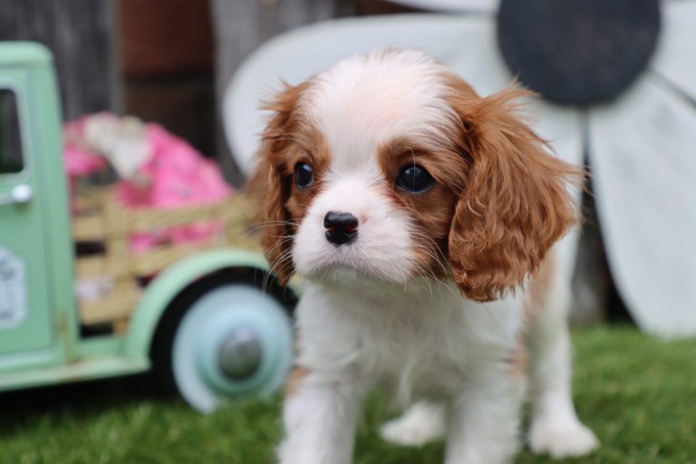 Owen