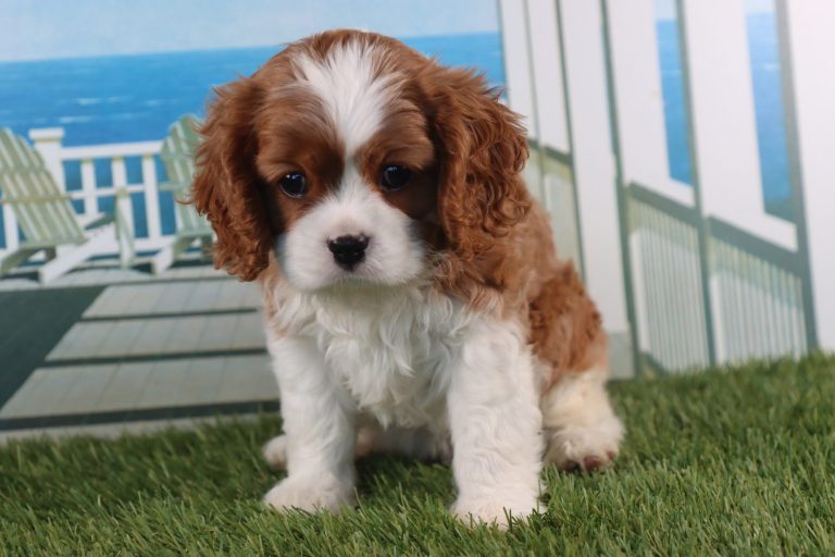 Winston