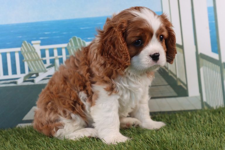 Winston