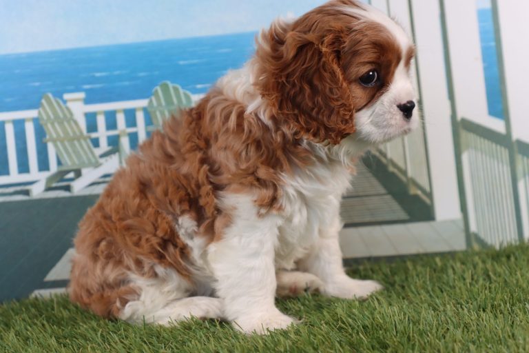 Winston