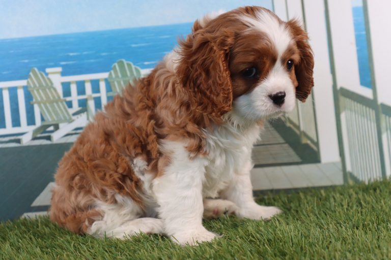 Winston