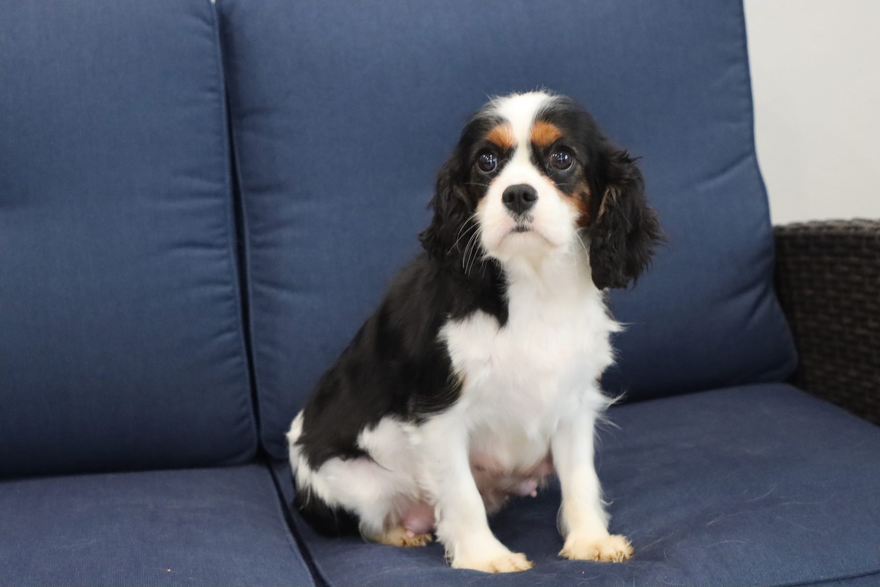 Cavalier King Charles Spaniel puppy