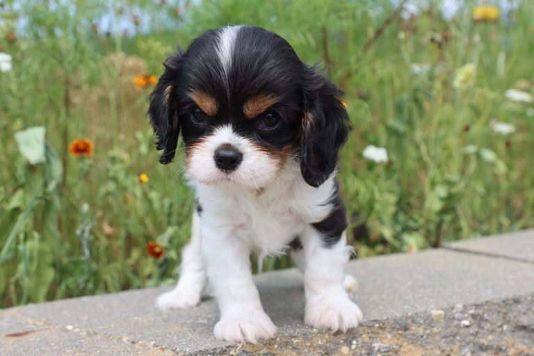 Qwint